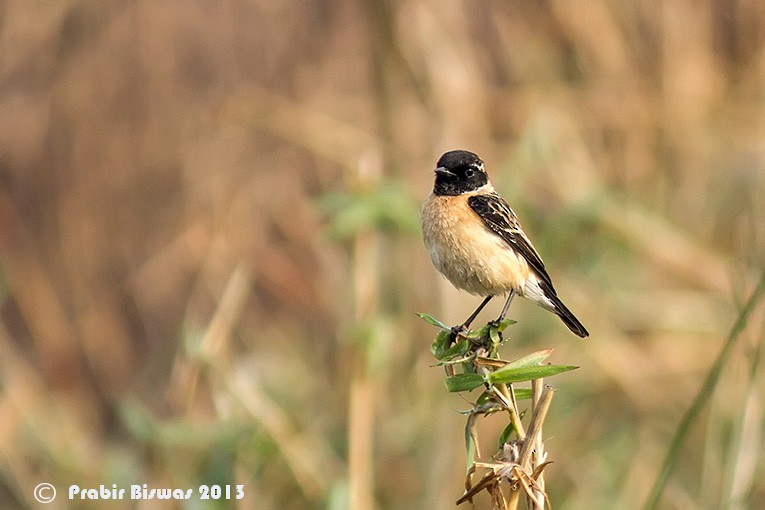 Siberian Stonechat - Prabir Biswas