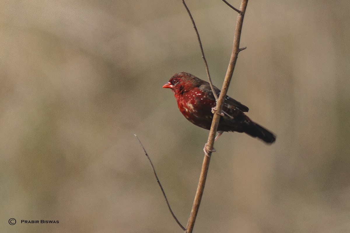 Red Avadavat - Prabir Biswas