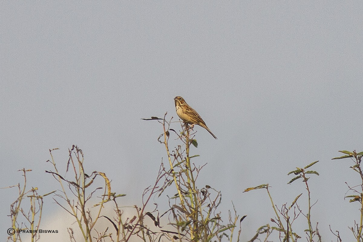 Chestnut-eared Bunting - ML361606641