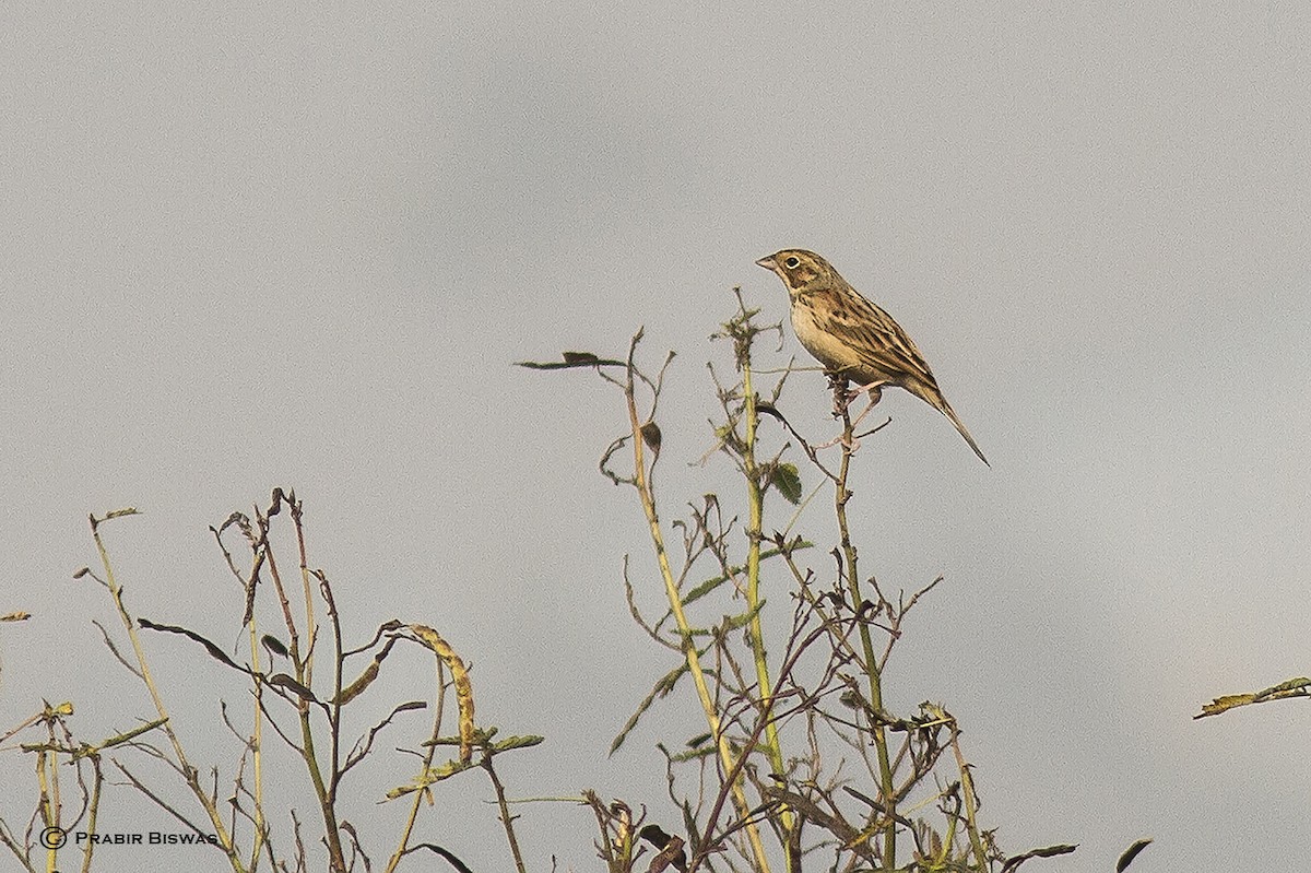 Chestnut-eared Bunting - ML361606651