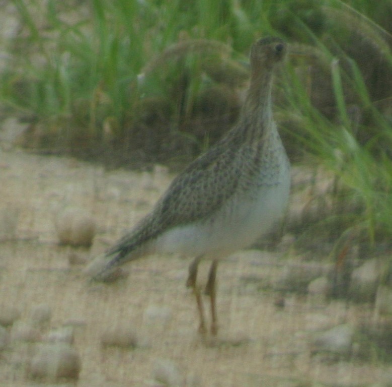 Upland Sandpiper - ML36160761