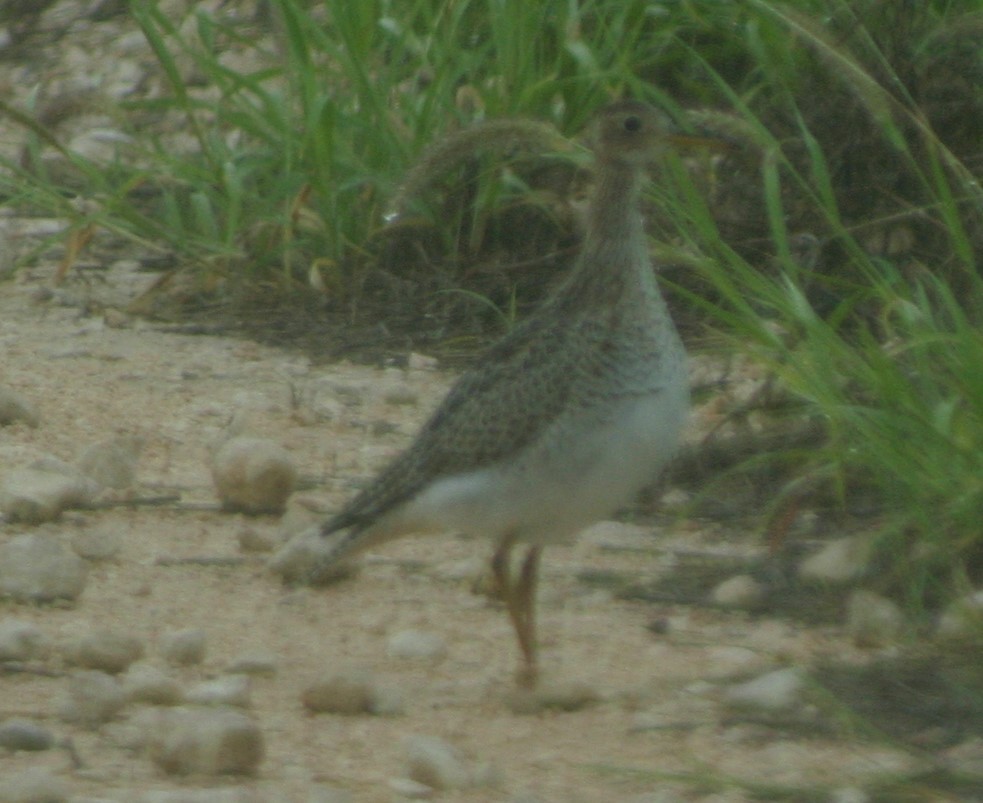 Upland Sandpiper - ML36160831