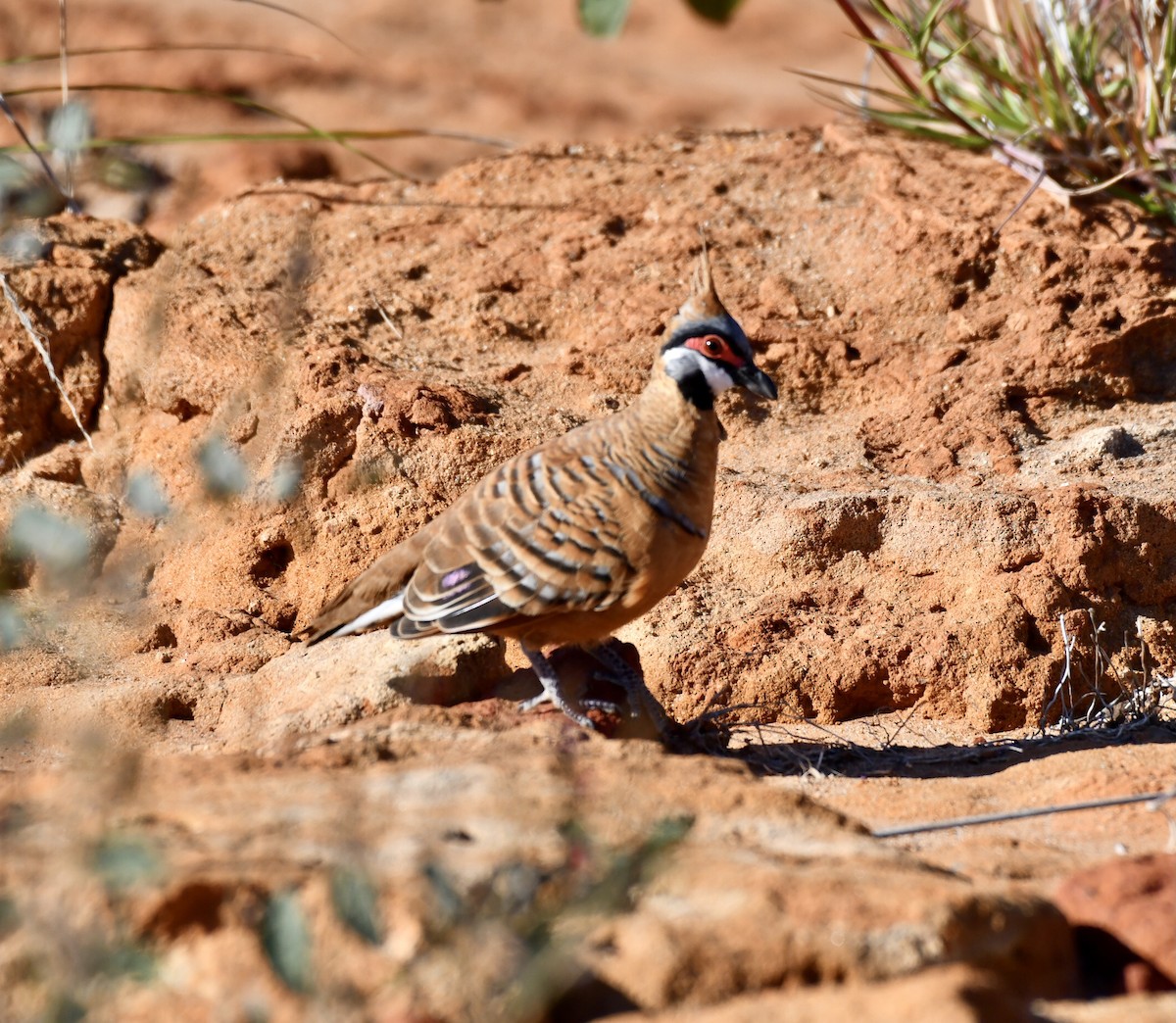 Spinifex Pigeon - Loz88 Woz