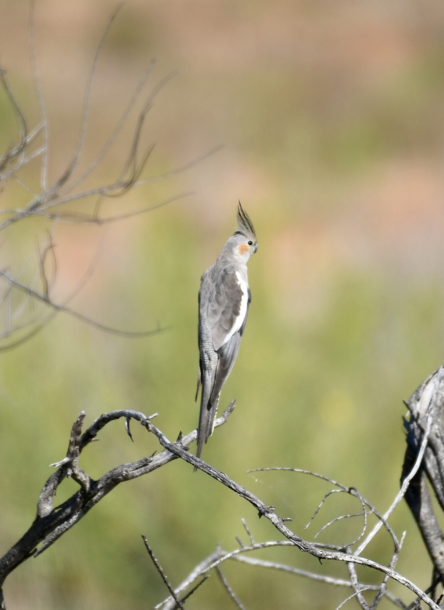 Cockatiel - ML361608661