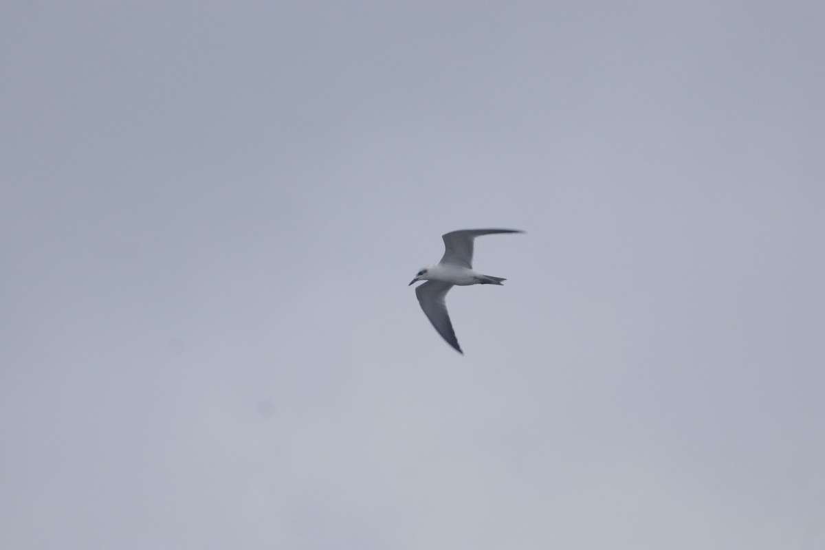 Gull-billed Tern - Aldrich Franklin
