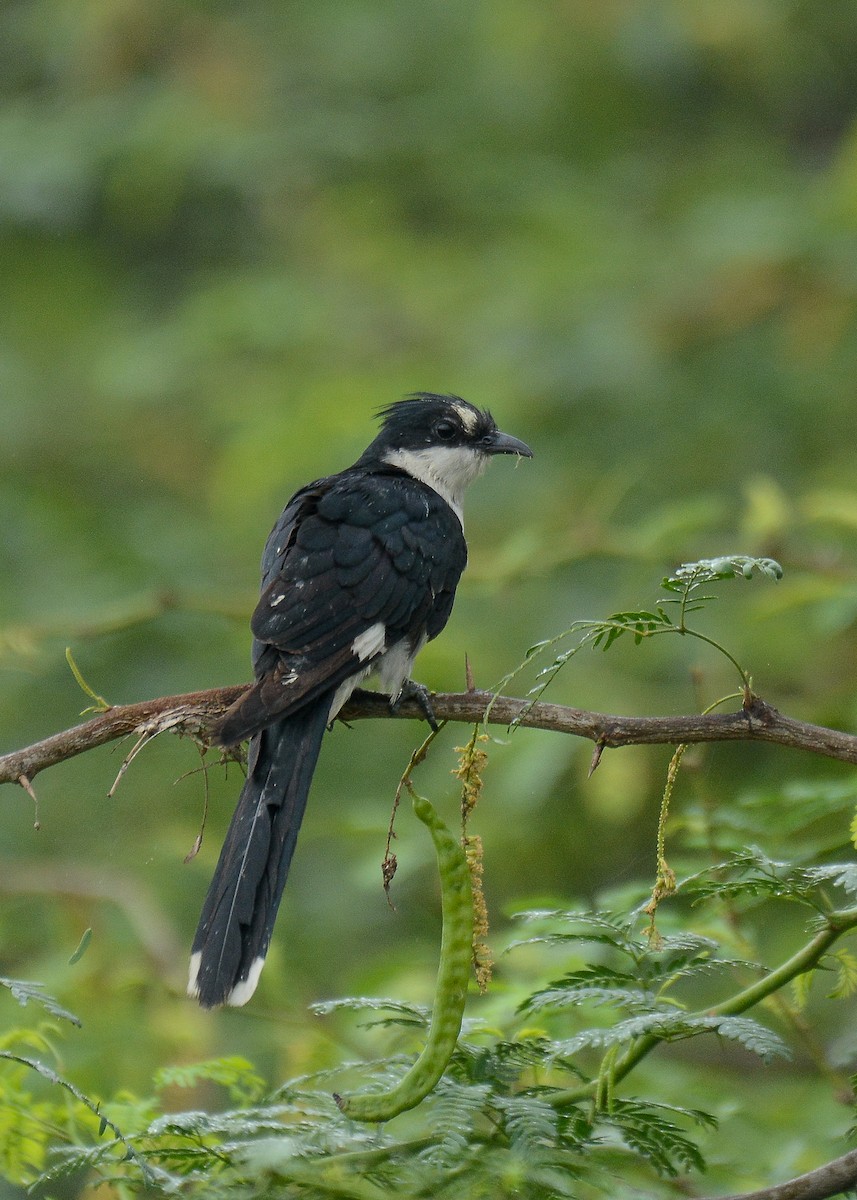 Pied Cuckoo - ML361609541