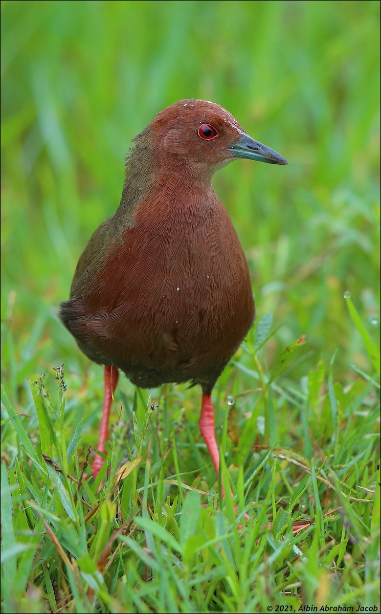 Ruddy-breasted Crake - Albin Jacob