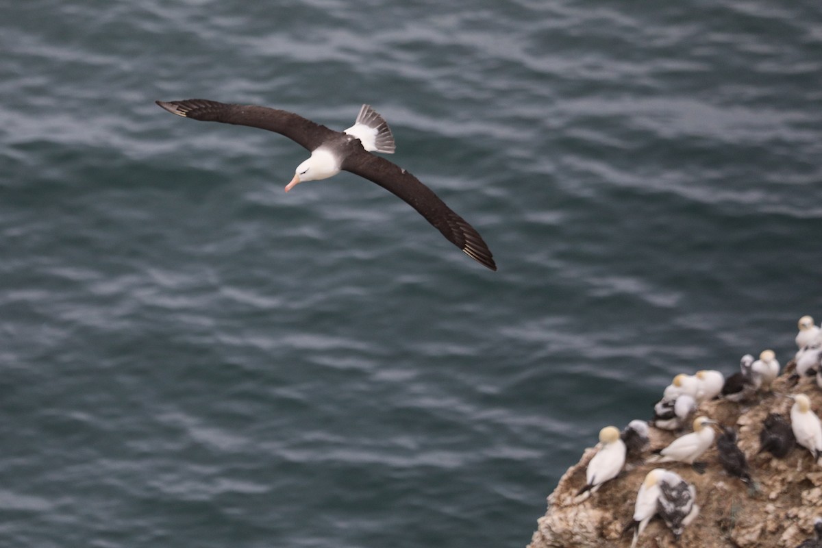 albatros černobrvý - ML361612691