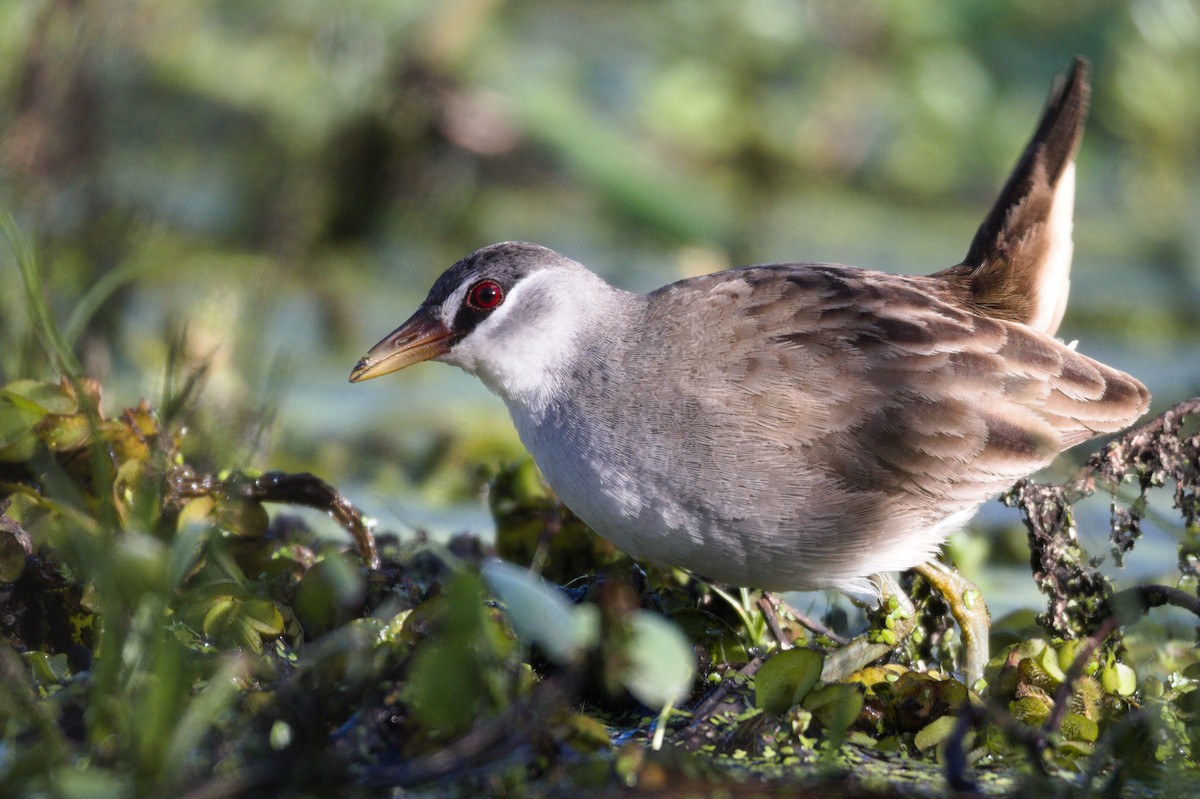 White-browed Crake - Nik Mulconray