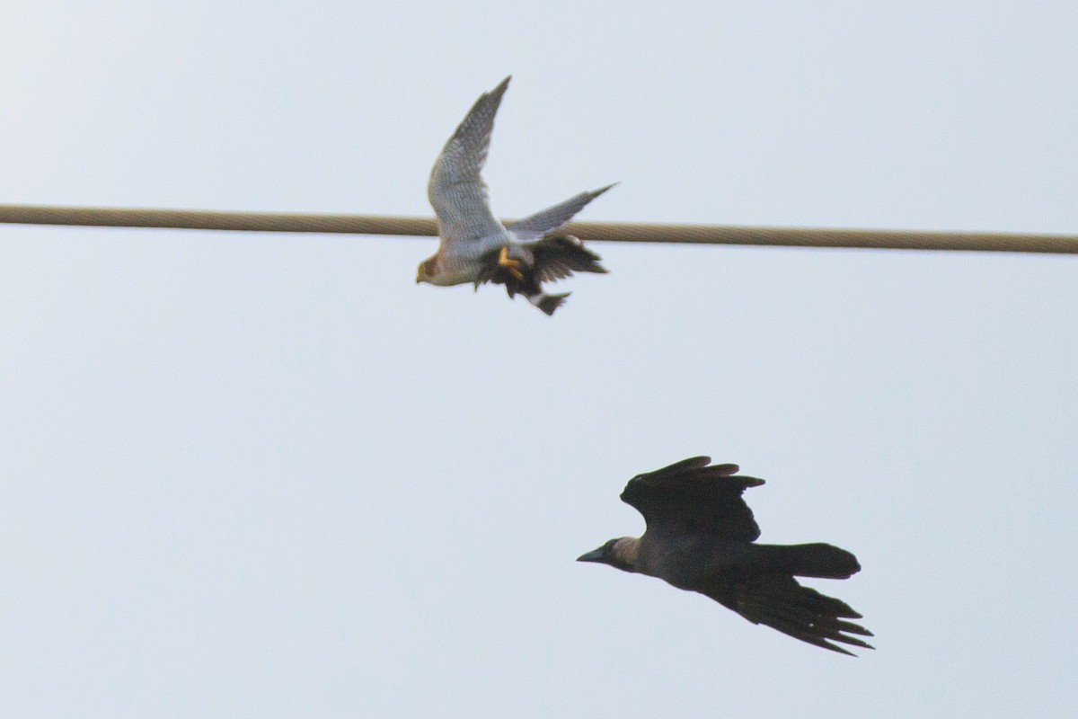 Red-necked Falcon - Ronith Urs