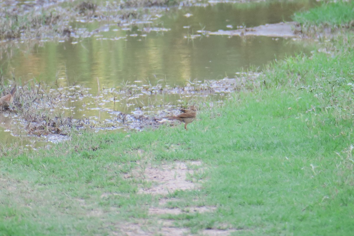 Song Sparrow - ML361616011