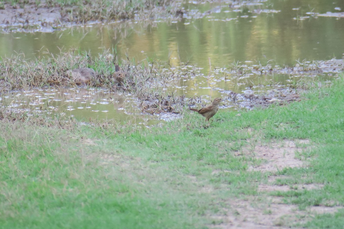 Song Sparrow - ML361616041