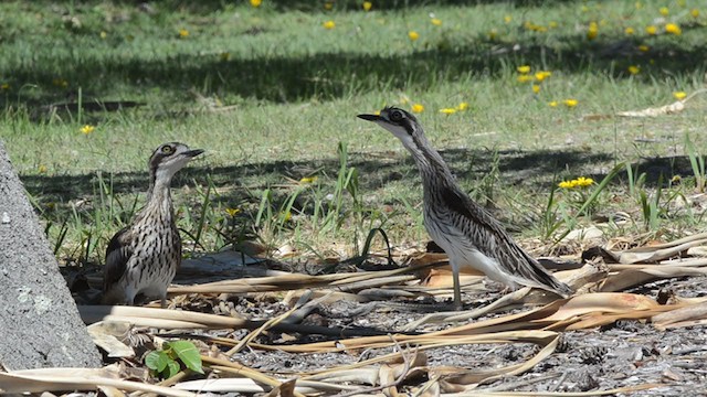 Bush Thick-knee - ML361616071