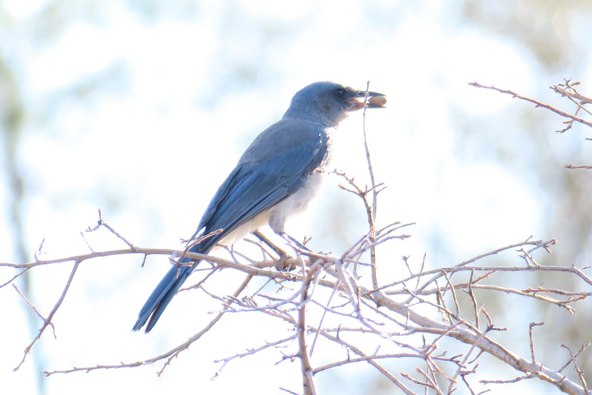 Mexican Jay - Rishi Palit