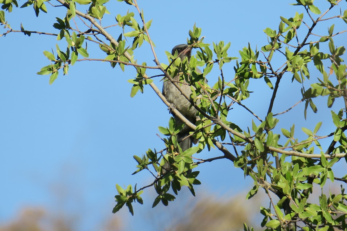 Mexican Jay - ML361616411