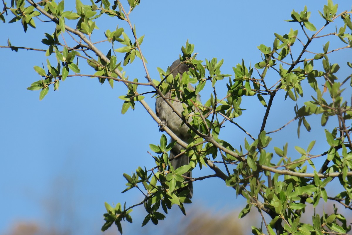 Mexican Jay - Rishi Palit