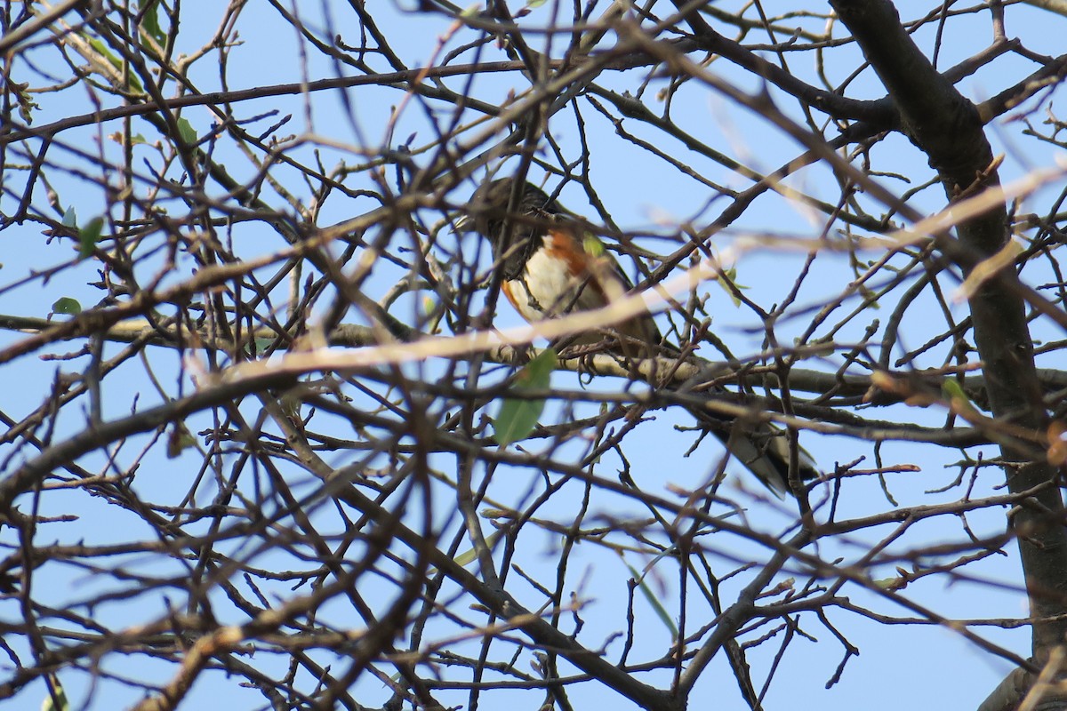 Spotted Towhee - Rishi Palit