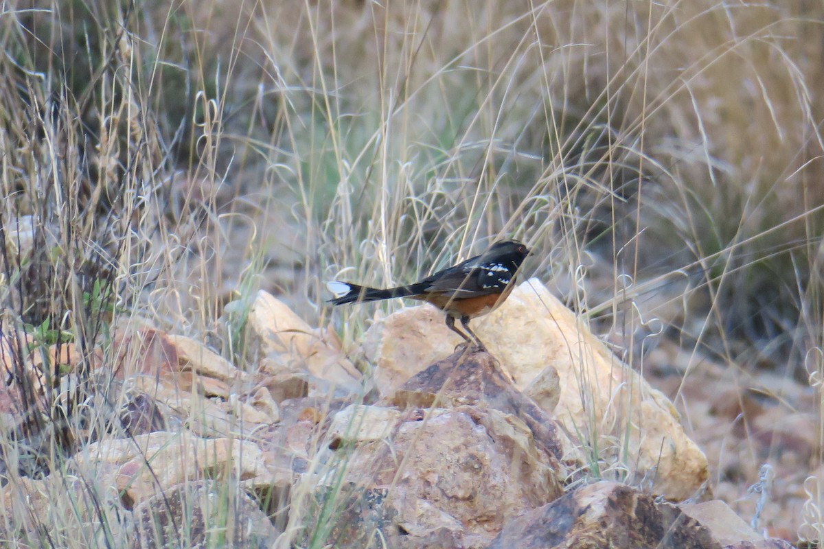 Spotted Towhee - Rishi Palit