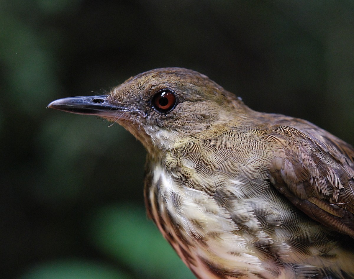 Горный пестрозоб - ML361616901