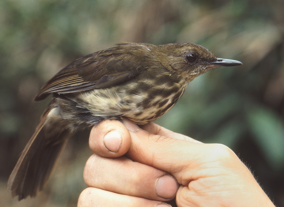 Горный пестрозоб - ML361616971