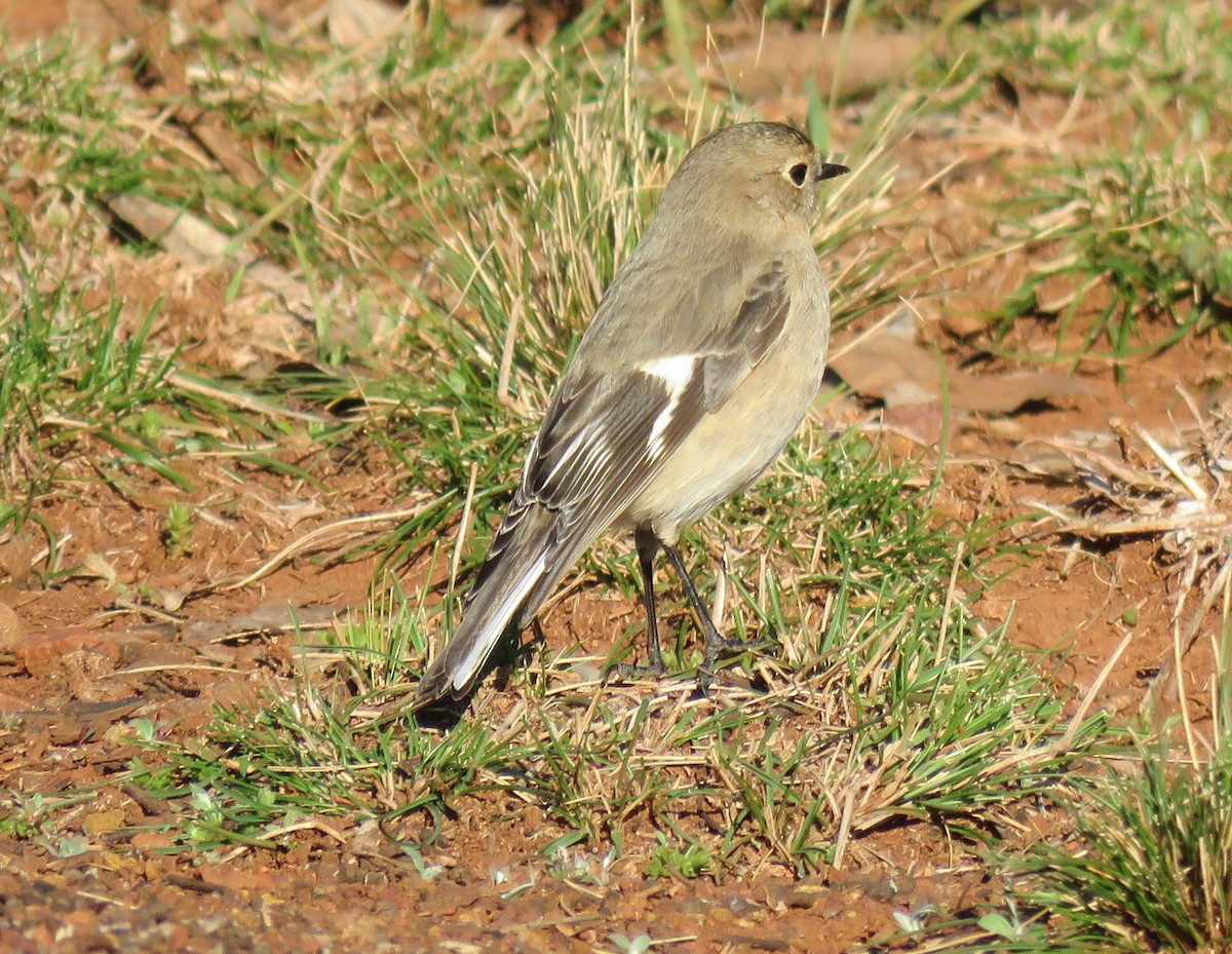 Flame Robin - ML361617261