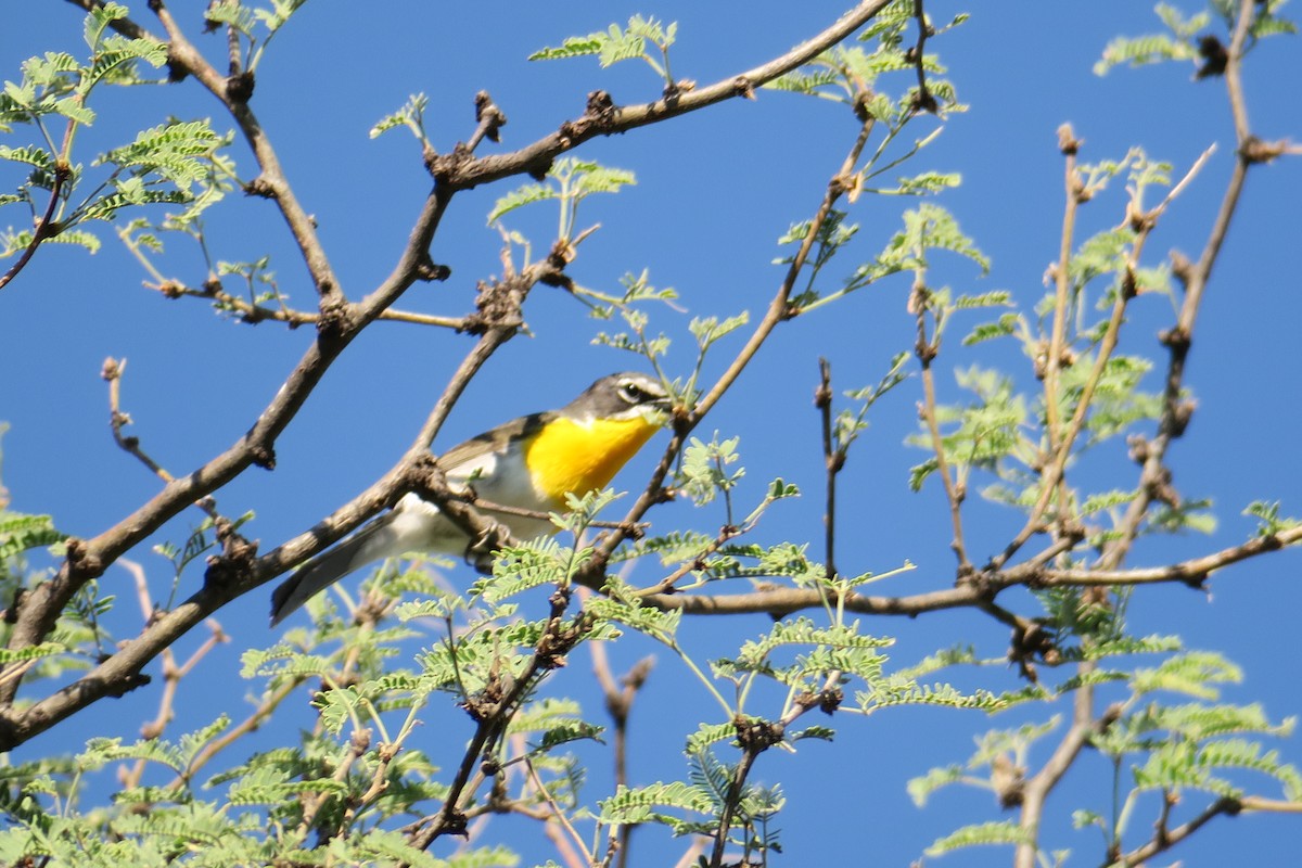 Yellow-breasted Chat - Rishi Palit