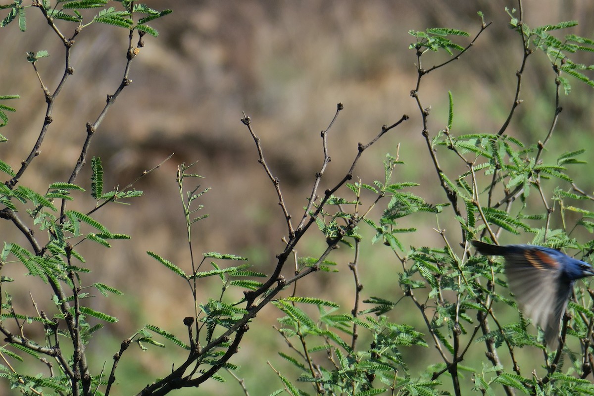 Blue Grosbeak - ML361617591