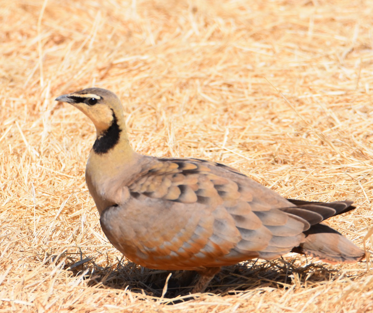 Yellow-throated Sandgrouse - ML36161761