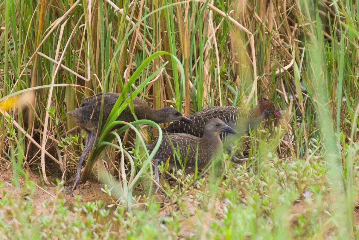 Slaty-breasted Rail - Ronith Urs