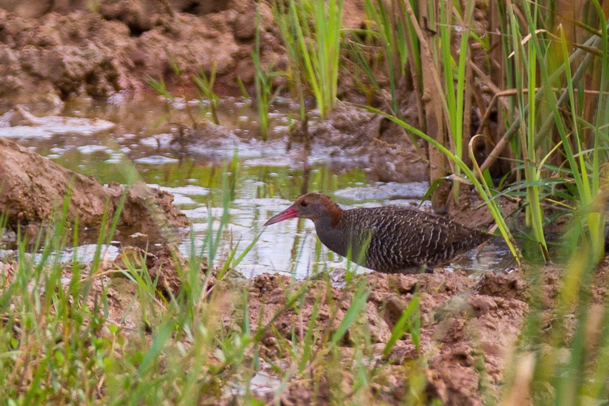 Slaty-breasted Rail - Ronith Urs