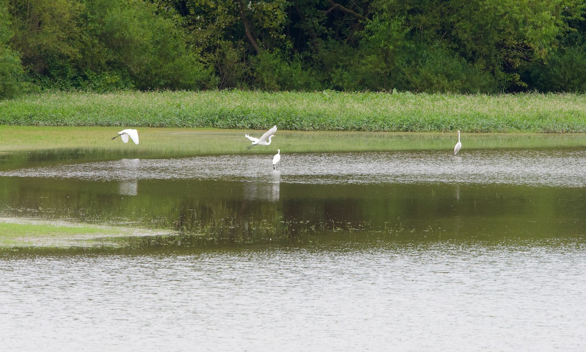 Great Egret - ML361618851