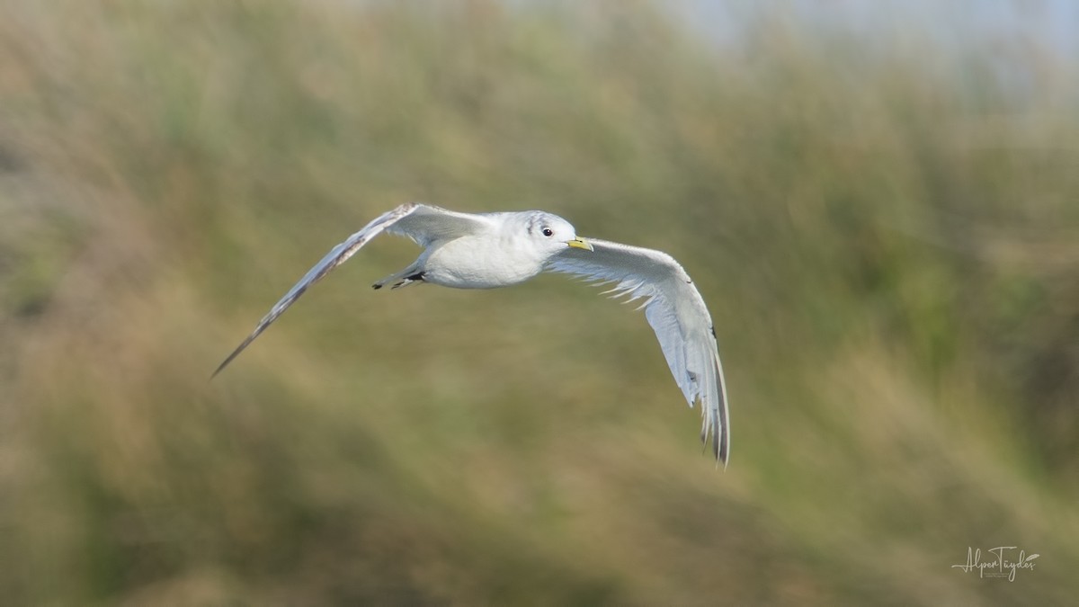 Black-legged Kittiwake - ML361618871