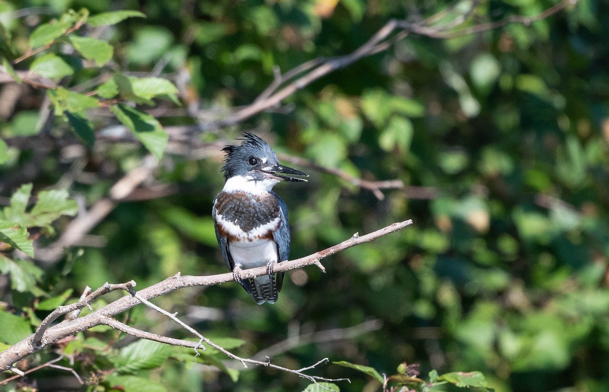 Belted Kingfisher - Annie Lavoie