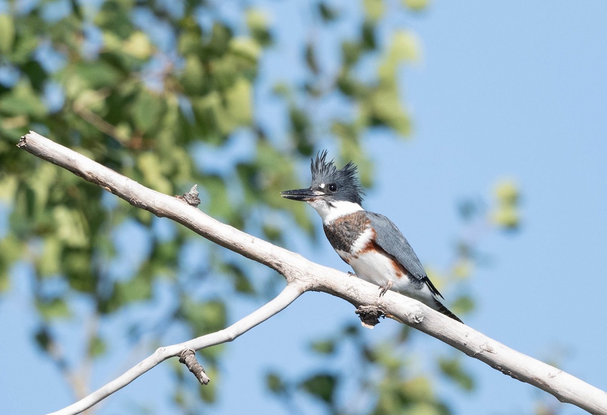 Belted Kingfisher - Annie Lavoie