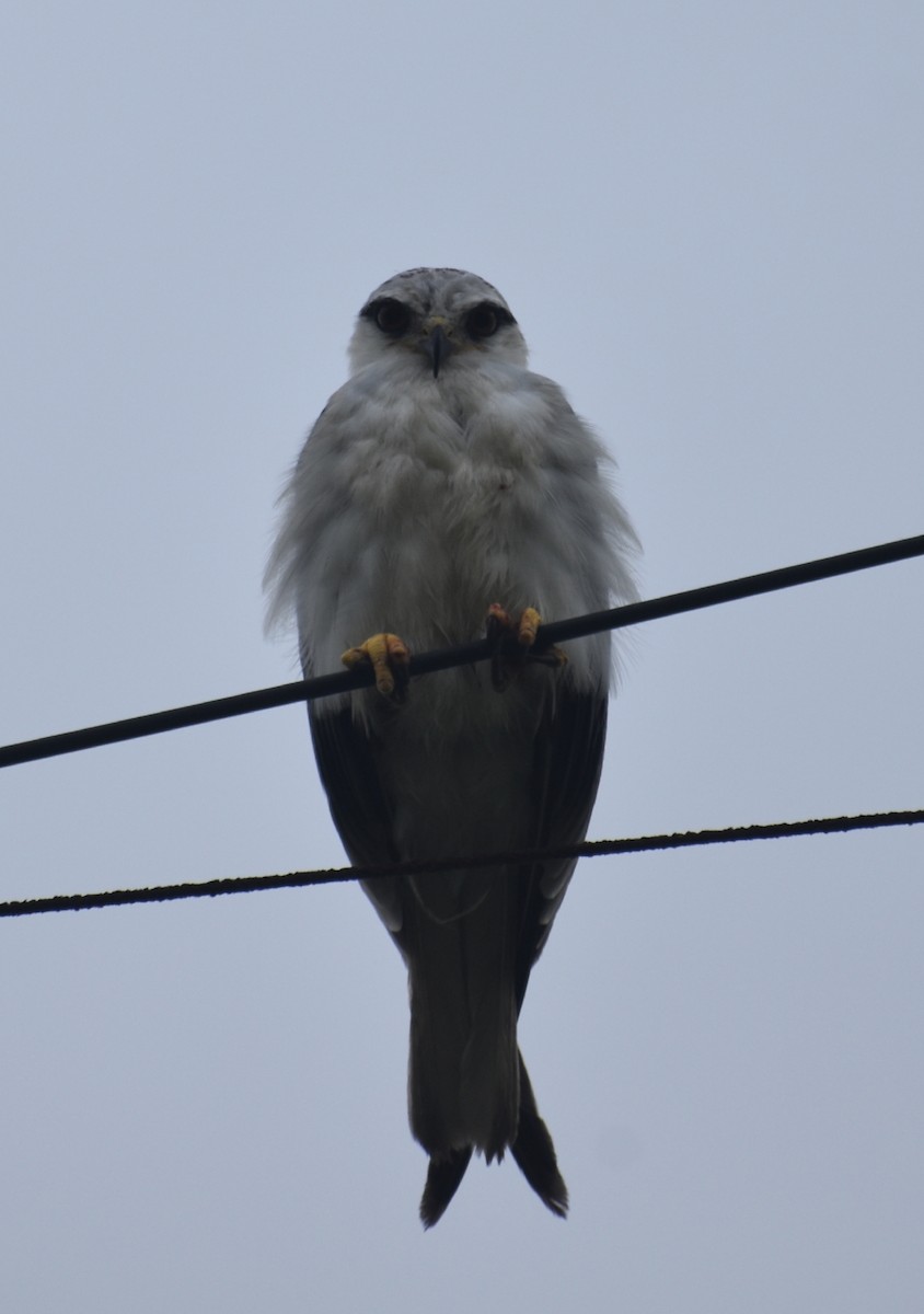 Black-winged Kite - ML361622841