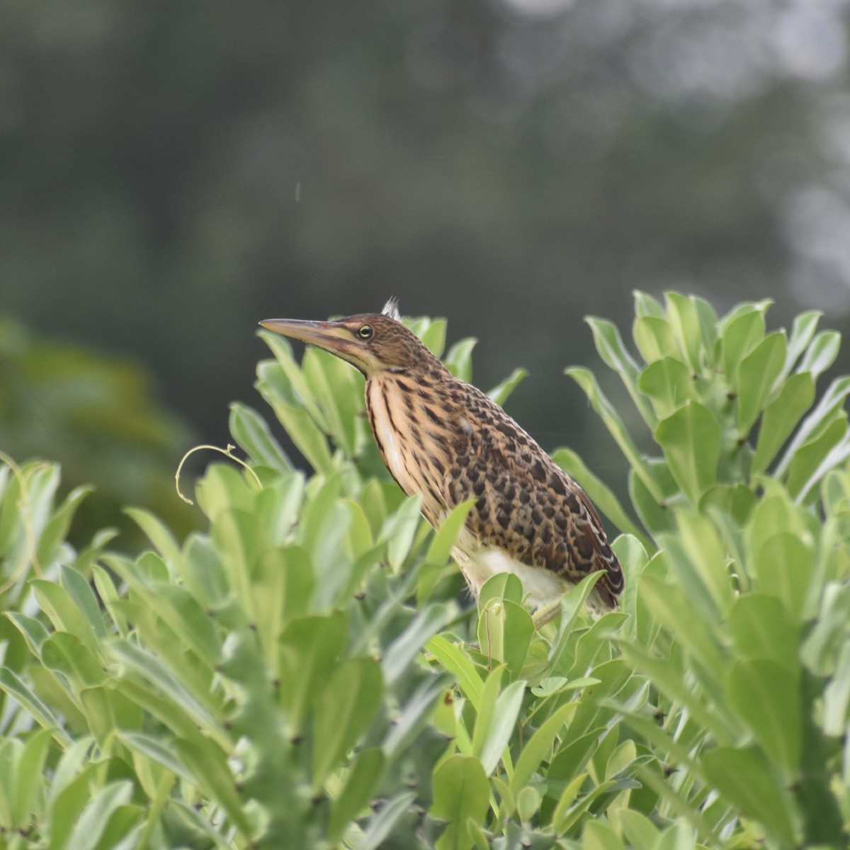 Cinnamon Bittern - ML361622891