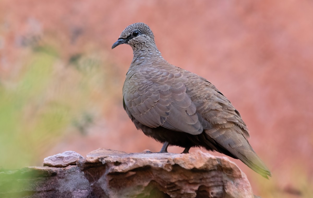 White-quilled Rock-Pigeon - ML361623031