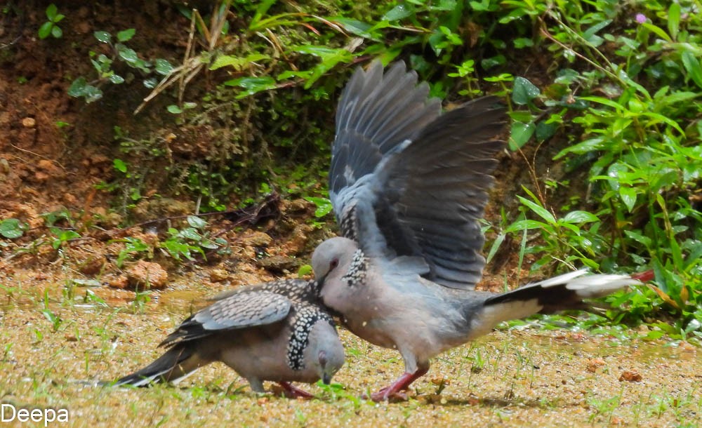 Spotted Dove - ML361623551