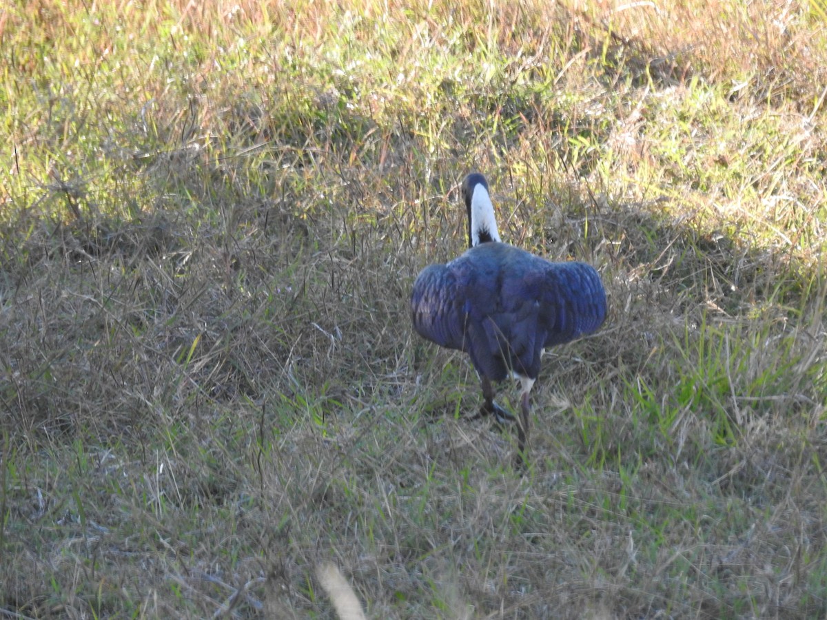 ibis slámokrký - ML361627451