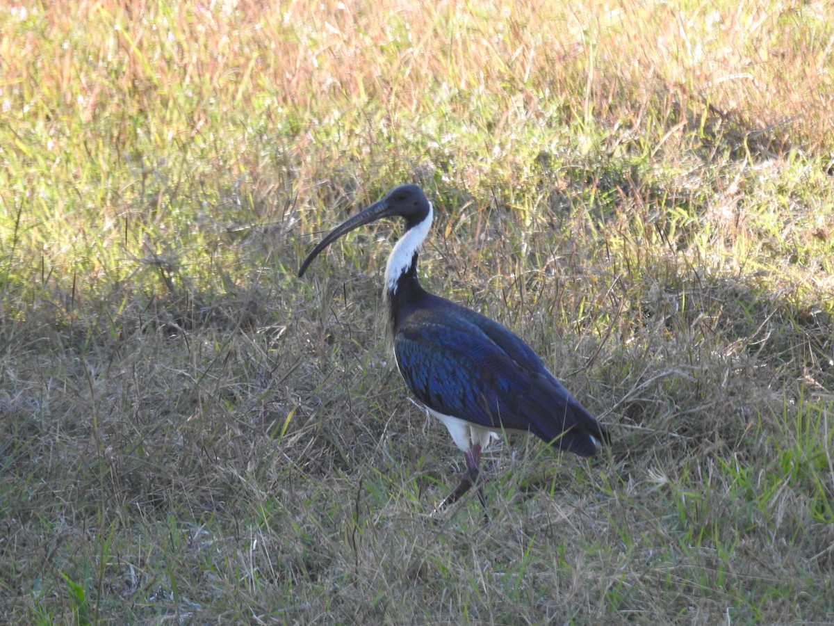 ibis slámokrký - ML361627461