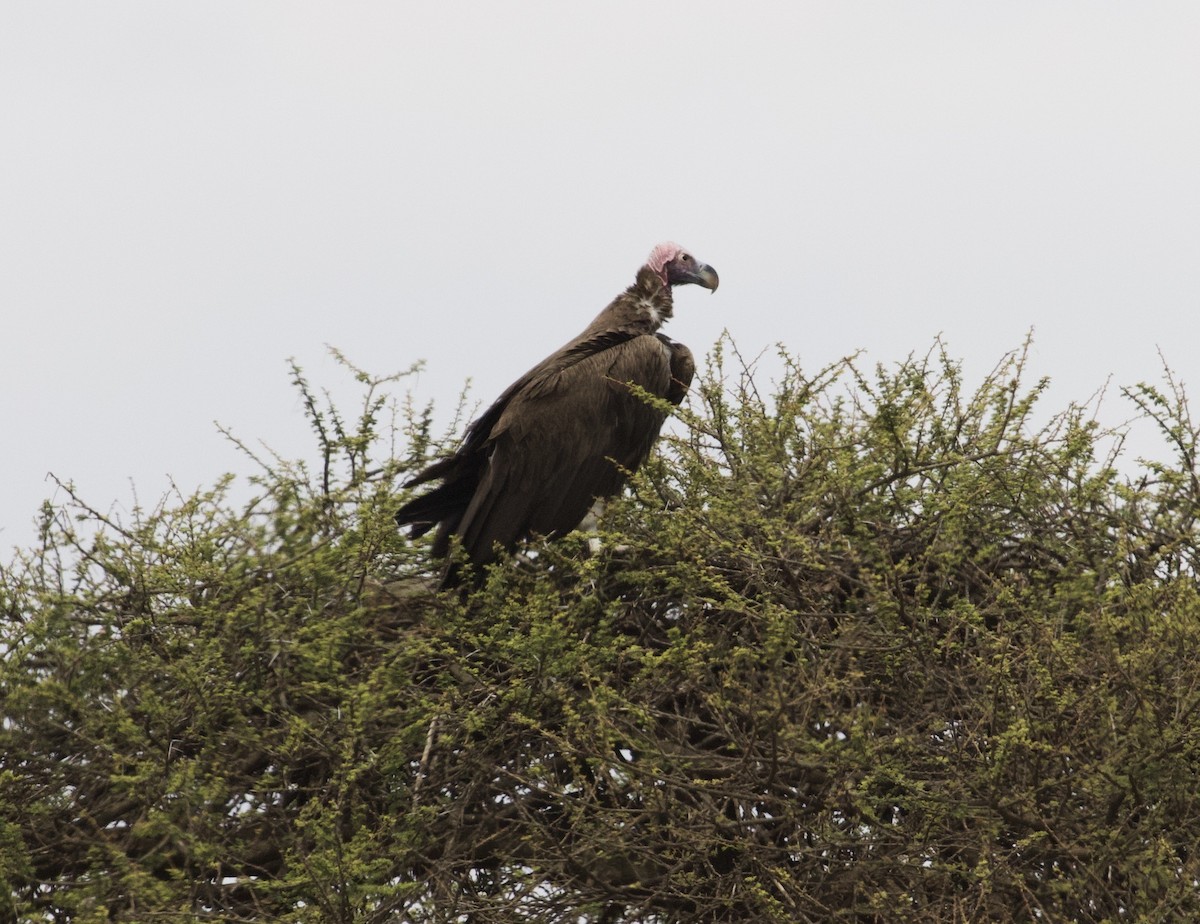 Lappet-faced Vulture - ML361627581