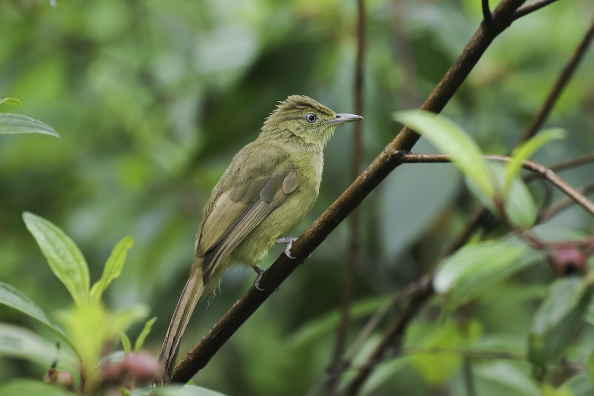 Cachar Bulbul - ML361628351
