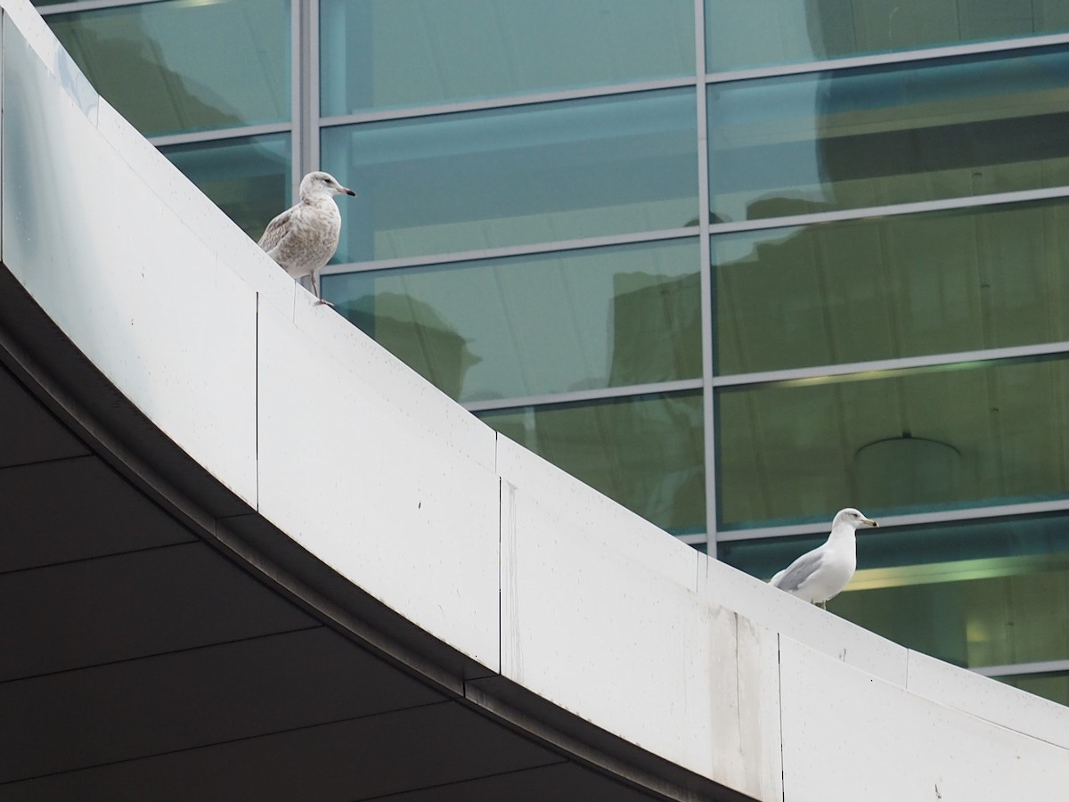 Ring-billed Gull - ML361629951