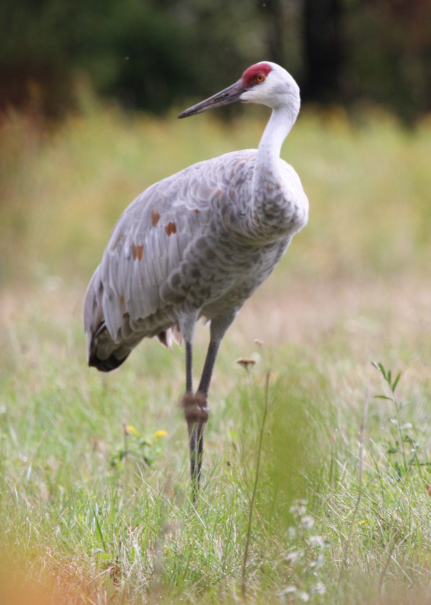 Sandhill Crane - maggie peretto