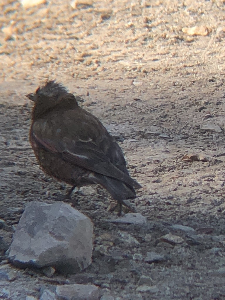 Gray-crowned Rosy-Finch - ML361631191