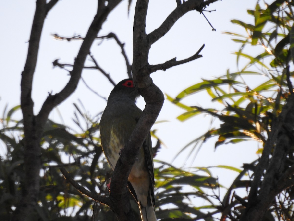 Australasian Figbird - ML361631431