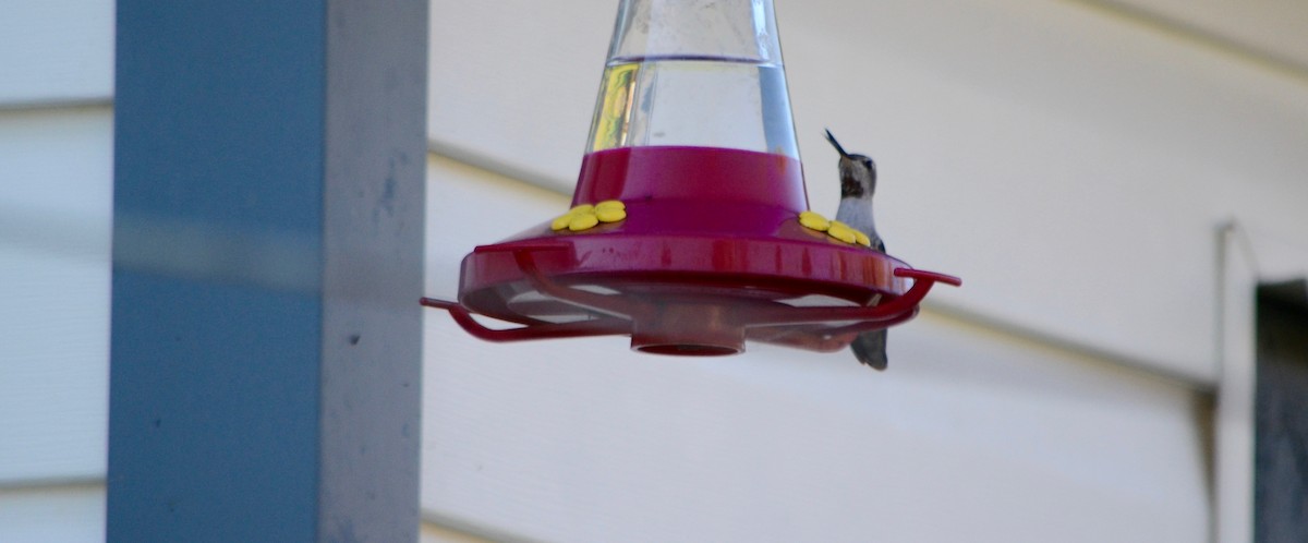 Anna's Hummingbird - ML36163331