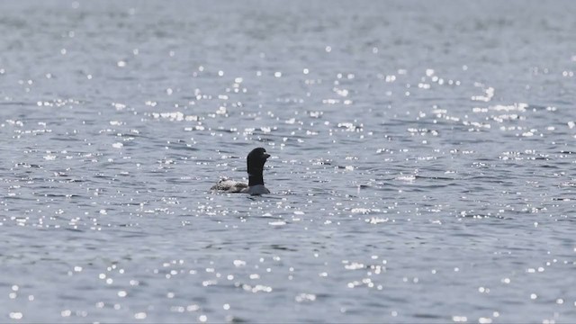 Common Loon - ML361633681