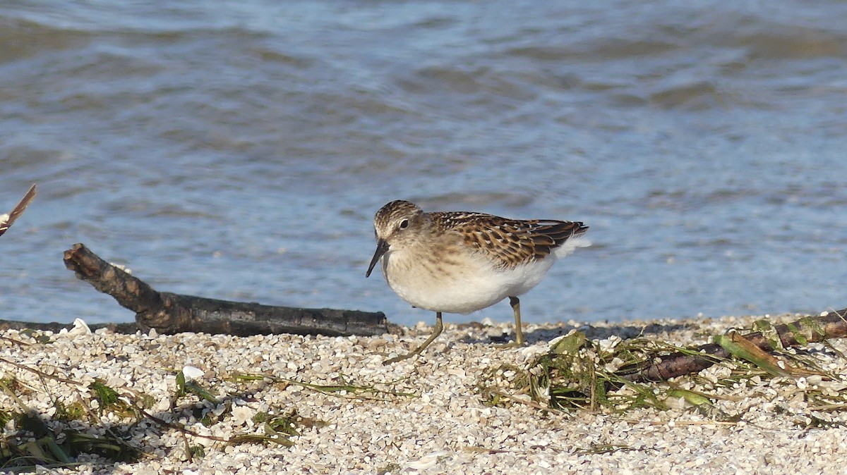 Least Sandpiper - ML361633941