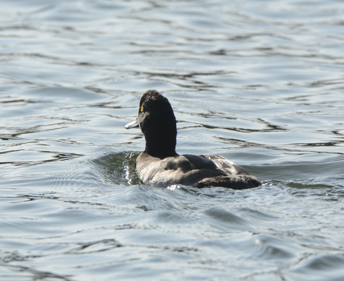 Tufted Duck - ML361633971
